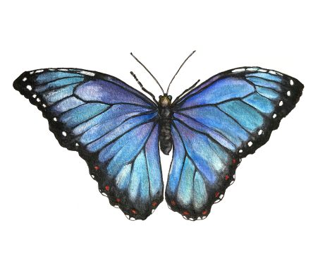 Brazilian blue carnival butterfly